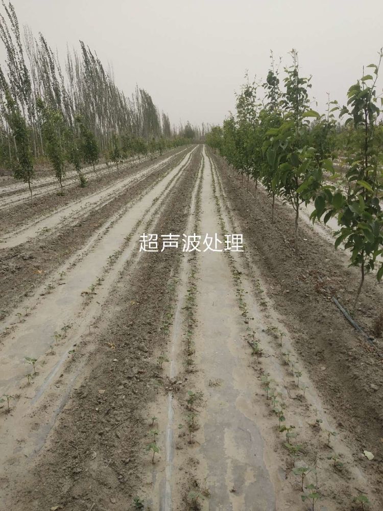 新疆省庫(kù)爾勒市棉花種植田間調(diào)查觀摩會(huì)