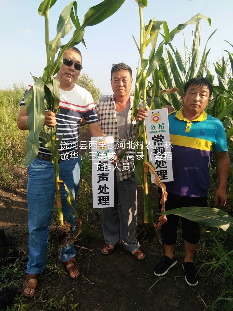 黑龍江雙鴨山市與佳木斯市的超聲波玉米、水稻種植田調查