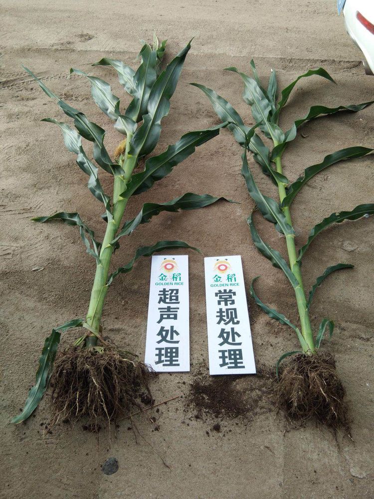 黑龍江雙鴨山市與佳木斯市的超聲波玉米、水稻種植田調查