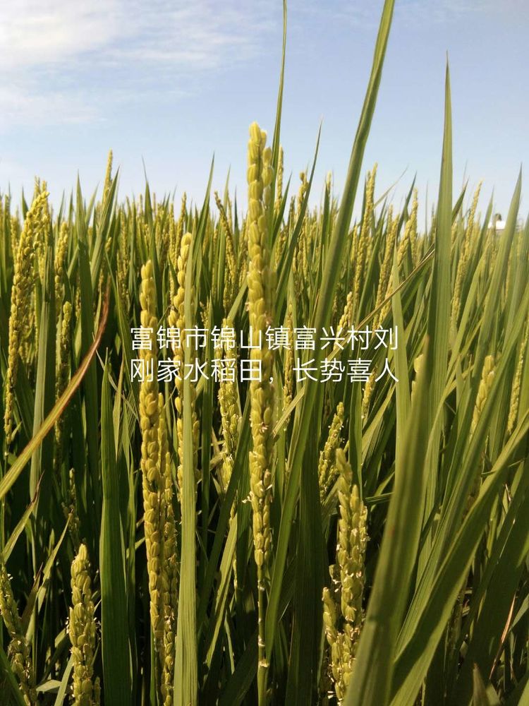 黑龍江雙鴨山市與佳木斯市的超聲波玉米、水稻種植田調查
