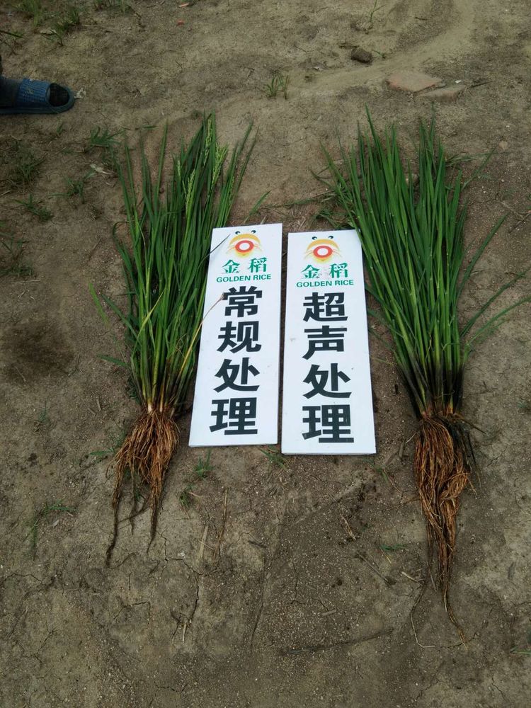 黑龍江雙鴨山市與佳木斯市的超聲波玉米、水稻種植田調查