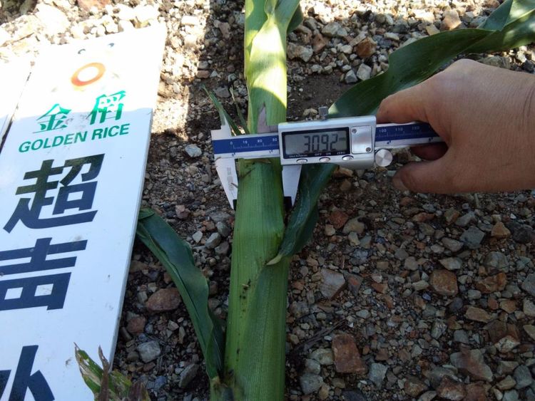 黑龍江雙鴨山市與佳木斯市的超聲波玉米、水稻種植田調查