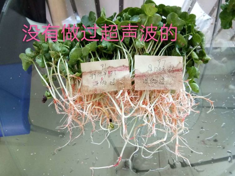 新疆省庫(kù)爾勒市棉花種植田間調(diào)查觀摩會(huì)