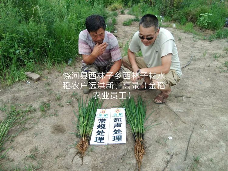 黑龍江雙鴨山市與佳木斯市的超聲波玉米、水稻種植田調查