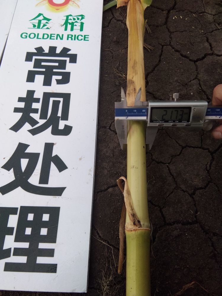黑龍江雙鴨山市與佳木斯市的超聲波玉米、水稻種植田調查
