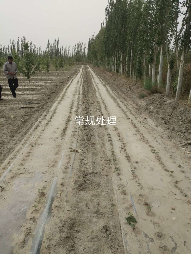 新疆省庫(kù)爾勒市棉花種植田間調(diào)查觀摩會(huì)