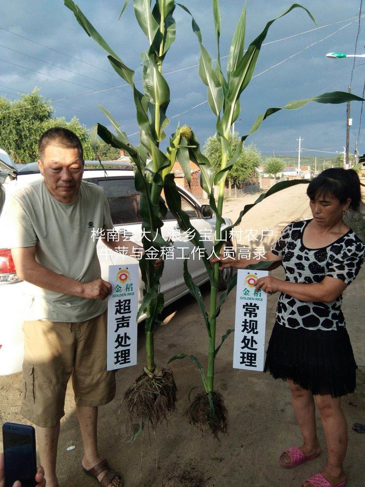 黑龍江雙鴨山市與佳木斯市的超聲波玉米、水稻種植田調查
