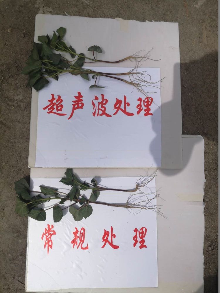 新疆省庫(kù)爾勒市棉花種植田間調(diào)查觀摩會(huì)