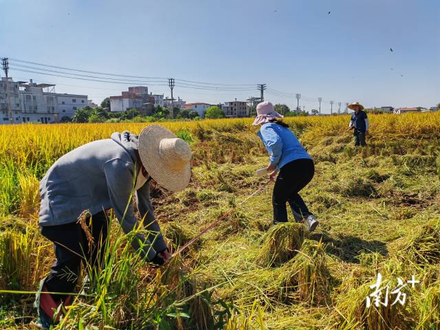 超聲種子增產(chǎn)預(yù)處理后，廣東興寧雙季絲苗香米突破畝產(chǎn)1446.18公斤，再創(chuàng)世界紀(jì)錄！